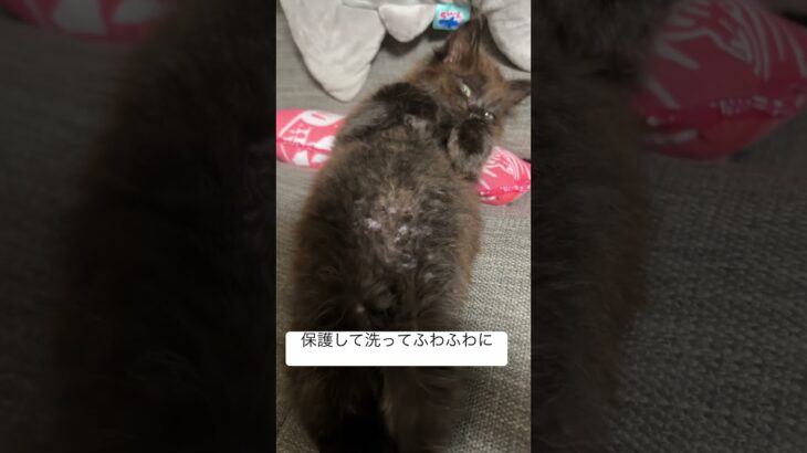 ボロボロの子猫を保護しました。　#子猫#捨て猫#保護猫#新しい家族#長毛野良猫 #黒猫#猫風邪