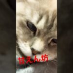 #ねこ #ねこのいる生活 #ねこ動画 #可愛い猫 #猫 #休日 #癒し