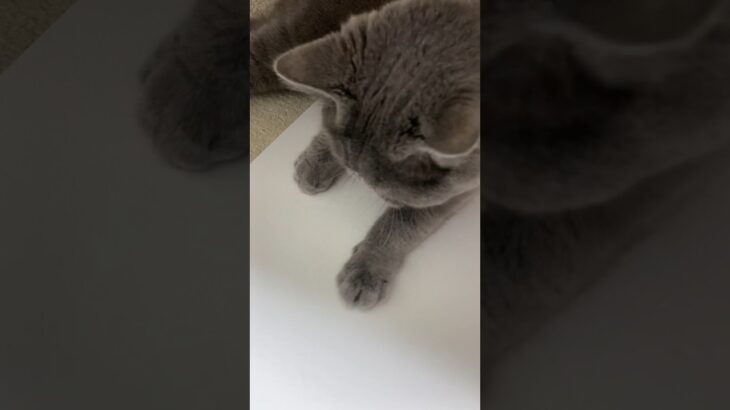 【イタズラ猫】画用紙にイタズラする猫。#ブリティッシュショートヘア #猫 #かわいい猫