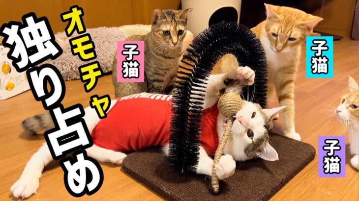 【子猫と成猫】子猫を差し置いてオモチャ独り占めするジャイ太【文太】