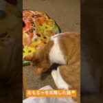 おもちゃを攻略した猫。#ねこ  #猫  #おもしろ動画  #キャッチミーイフユーキャン