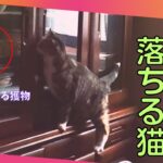 【猫のおもしろ動画】泥棒しようとして茶タンスから滑り落ちる猫のかわいいハプニング！