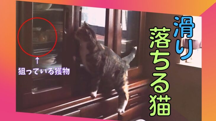 【猫のおもしろ動画】泥棒しようとして茶タンスから滑り落ちる猫のかわいいハプニング！