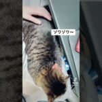 背中触るとゾワゾワするw     #ねこ #ねこのいる生活 #猫動画 #動物 #おもしろ #おもしろ動画 #かわいい #おすすめ