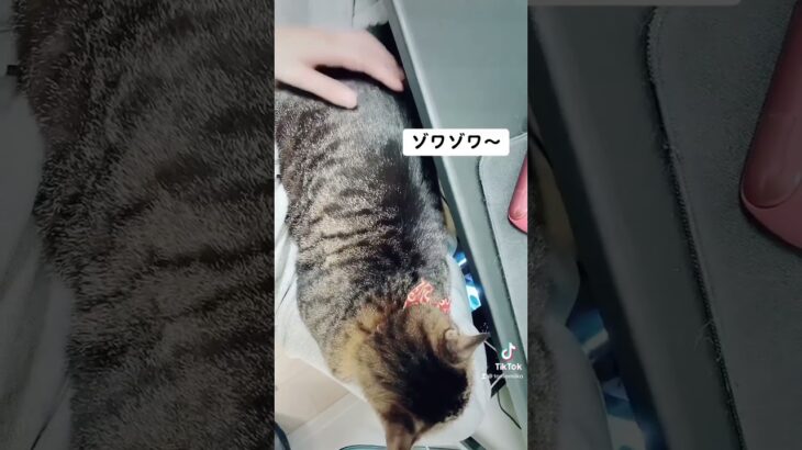 背中触るとゾワゾワするw     #ねこ #ねこのいる生活 #猫動画 #動物 #おもしろ #おもしろ動画 #かわいい #おすすめ