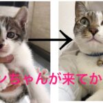 ［1人遊び］保護猫テン2ヶ月女の子かわいい😍癒し😍