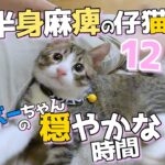 【畑に捨てられた子猫のその後】ボーちゃんが歩けるようになるまでの軌跡12