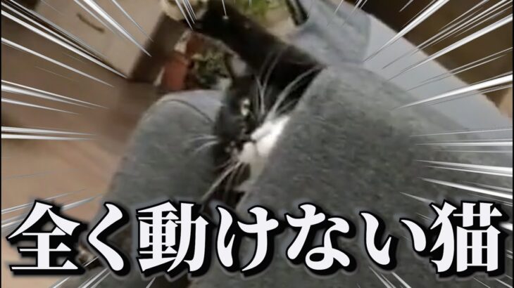 【衝撃】犬猫のおもしろ動画にツッコミどころ満載なアフレコしてみたｗｗｗ【動物】【ハプニング映像】#17