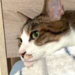 今日のみーちゃん（2023.7.17）かわいい猫動画・保護猫