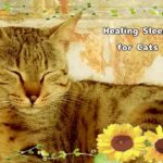 猫の癒しの眠り動画集パート2Healing Sleep Videos for Cats Part 2