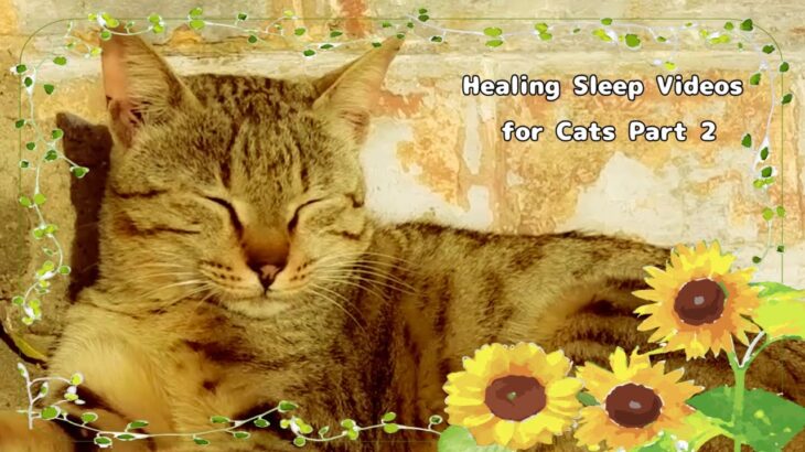 猫の癒しの眠り動画集パート2Healing Sleep Videos for Cats Part 2