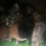 5匹の子猫が産まれて3日目！3 days after 5 kittens were born!