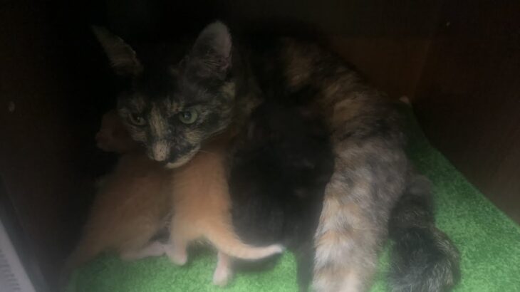 5匹の子猫が産まれて3日目！3 days after 5 kittens were born!