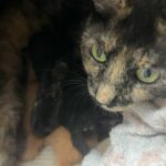 5匹の子猫が産まれました！5 kittens were born!