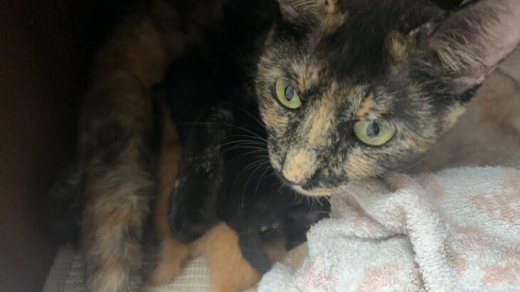 5匹の子猫が産まれました！5 kittens were born!