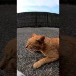 ペロペロ猫#猫島 #野良猫 #Cat #猫 #子猫 #kitten #catisland #shorts 　