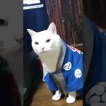 【会津若松】暑中お見舞い申し上げます❕😃 🌻『我が家の猫太陽 & 美しい会津花火』My cute cat “Taiyo” & Fireworks Aizuwakamatsu Japan 【猫かわいい】