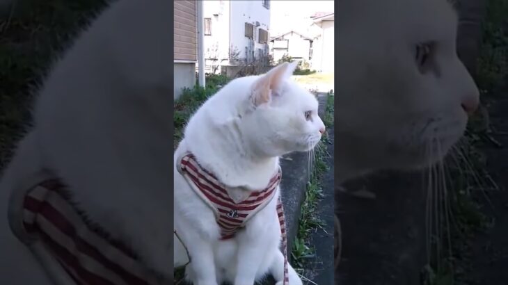 【猫かわいい】我が家の甘える猫たち 😸『白いパラソル』【猫あまえる】 【会津若松】 My so cute cats❕Amazing aizuwakamatsu Japan❕【会津若松市】【猫おもしろ】