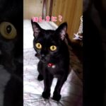 【黒猫】かわいいのはおくろはんでしょ #黒猫 #blackcat #魔女っ子 #黒ねこ