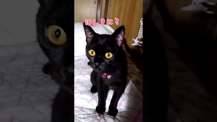 【黒猫】かわいいのはおくろはんでしょ #黒猫 #blackcat #魔女っ子 #黒ねこ