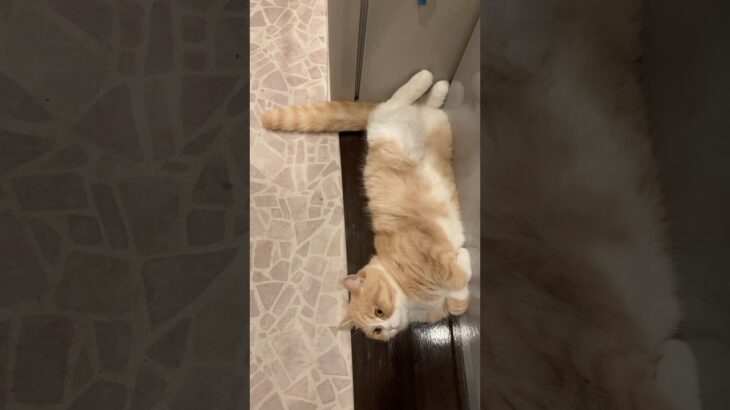 四角い　#cat #relaxing #おやすみ #お昼寝 #ごろごろ #ねこ #リラックス #猫 #癒し #ふみふみ #四角 #square