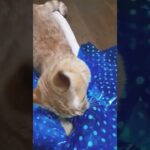 思いっきりガブッといくニャン子🐈　 #猫動画 #かわいい #猫 #cat #癒し #shorts #cute #猫の日常　#猫のいる生活 #猫好き #マンチカン #おもしろ動画