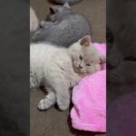 #cats #shortsvideo #cutecat #funnykittens #猫たち#おもしろい猫#かわいい猫