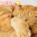 【癒し注意】猫たちのかわいすぎる動画💗cute cat collection😴ENG