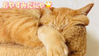 【癒し注意】猫たちのかわいすぎる動画💗cute cat collection😴ENG