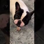 [犬猫]😮飛びつくうまさ?😮r犬もウナギ大好きです!😮【今日のおやすみ】エピソード74 #shorts