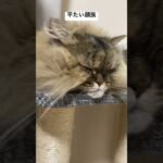 顔が平べったい猫#shorts #猫 #癒し #もふもふ