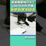 【野良猫・保護猫】産廃の中で泣いてた子猫・おはしガサガサするから楽しいね。 #shorts