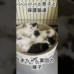 赤ちゃん軍団　#shorts #保護猫 #cat #子猫 #保護猫 #子猫 #gatito #kitten #mèo #子猫成長記録 #mèo #子猫成長記録 #フミフミ