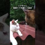 リクちゃん　肩乗りで先輩にご挨拶　♯shorts　♯ネコおもしろ　♯ネコかわいい　♯猫おもしろ　♯猫かわいい　♯ネコ　♯猫　♯Cat cute 　♯Cat 　♯肩乗り猫　♯肩乗りネコ　♯ネコ癒し