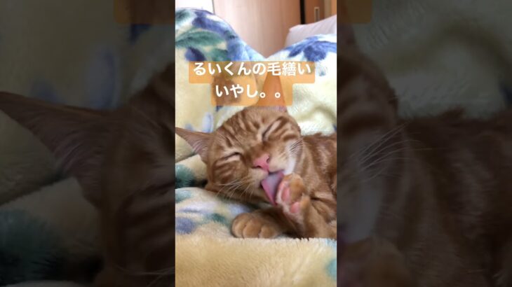 保護猫るいくん　毛繕いしてるだけで癒し。。