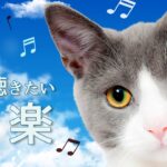 [猫が落ち着く音楽] 愛猫と聴きたい、かわいい音楽　ねこちゃんねる＊猫のための癒しの音楽