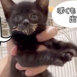 子猫達の可愛い動画がまだまだあったので一気に公開します！【未公開総集編】