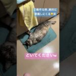 【猫動画】#邪魔する猫#ゆきんこ #おもしろ動画#ニャチュラルライフ