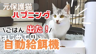 【元保護猫】子猫がはじめての自動給餌機とご対面でハプニングが…