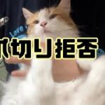 猫の爪切り中に爪切りが引っかかるハプニングがありました！【マリー（メインクーン）】