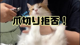 猫の爪切り中に爪切りが引っかかるハプニングがありました！【マリー（メインクーン）】