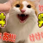 【珍事件】”いたずら”好きの猫たちがやりたい放題でハプニング続出！？