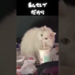 直飲みなんて出来ないわ 猫さん