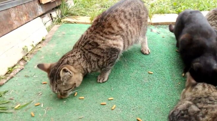 ！牧場猫の朝ごはんハプニング