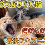 面倒見の良いじじ猫に訪れた悲劇【最後にオチあり】