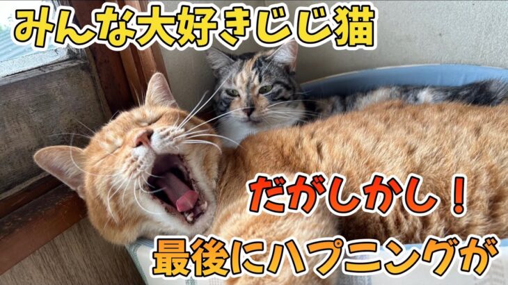 面倒見の良いじじ猫に訪れた悲劇【最後にオチあり】