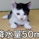 大雨のなか子猫たちの様子