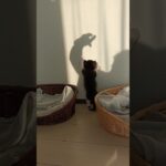 影にじゃれる子猫 #子猫 #保護猫 #おもしろ