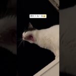 【猫】【癒し】大きなあくび🥱おやすみまめ💤#猫 #日本猫 #子猫 #ハチワレ