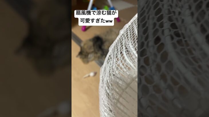 扇風機で涼む猫が可愛すぎたww#shorts #猫 #かわいい #癒し